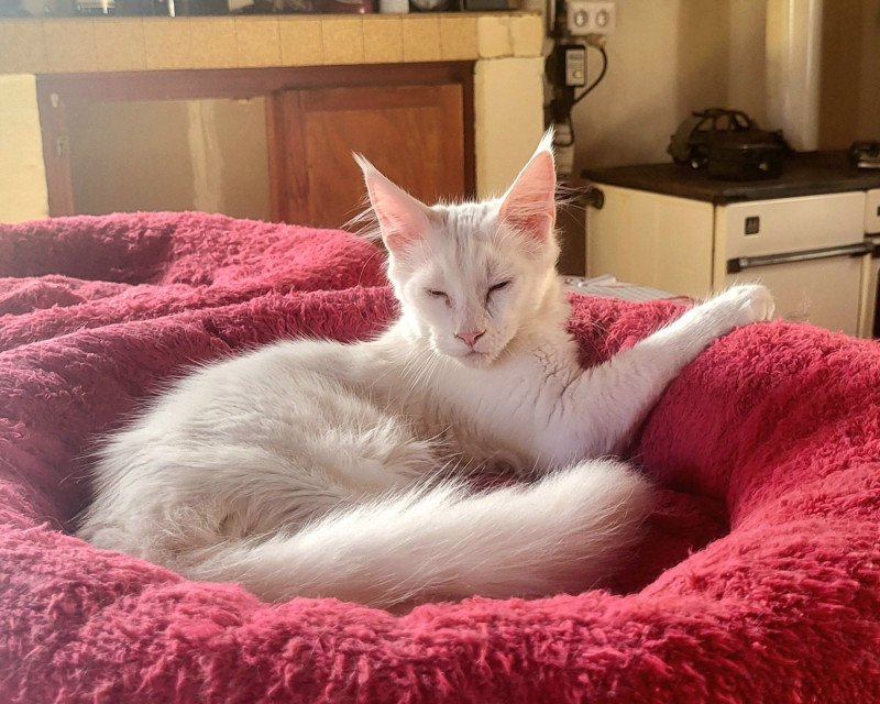 Abelia des Aires de Marnes des Aires de Marnes Femelle Maine coon