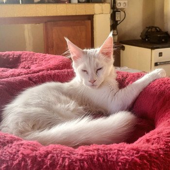 chaton Maine coon white Abelia des Aires de Marnes La Chatterie des Aires de Marnes