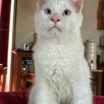 chaton Maine coon white Acanthe des Aires de Marnes La Chatterie des Aires de Marnes