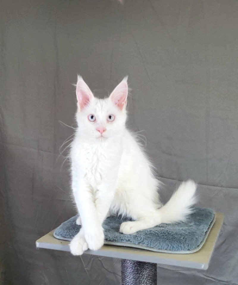 Aconit Napellus des Aires de Marnes des Aires de Marnes Mâle Maine coon