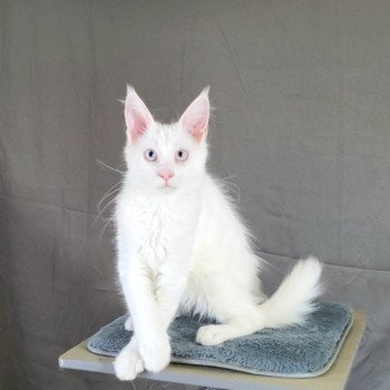 chaton Maine coon white Aconit Napellus des Aires de Marnes La Chatterie des Aires de Marnes