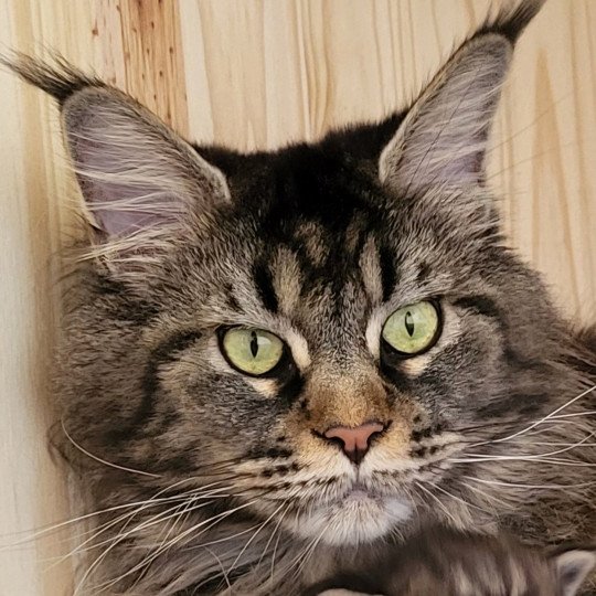 chat Maine coon Quilling d Ôté Ti'Coon La Chatterie des Aires de Marnes