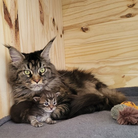 Quilling d Ôté Ti'Coon  Femelle Maine coon