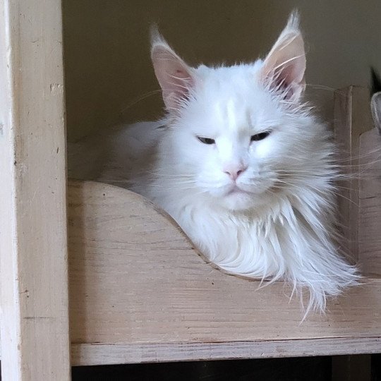 chat Maine coon white Snow Happy Diamond D'Asland La Chatterie des Aires de Marnes