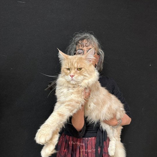 Ti Biscuit Poker d Asland Ti Biscuit Poker d Asland Mâle Maine coon