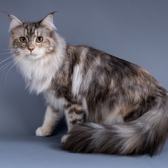 chat Maine coon blue tortie silver blotched tabby & blanc Une Vanda blue red La Chatterie des Aires de Marnes