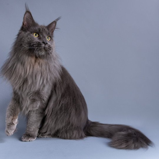 chat Maine coon Yuma de la Baie des Coons La Chatterie des Aires de Marnes