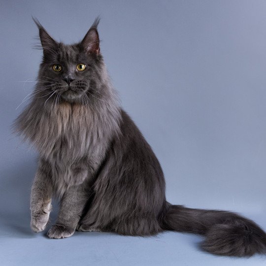 Yuma de la Baie des Coons Mâle Maine coon