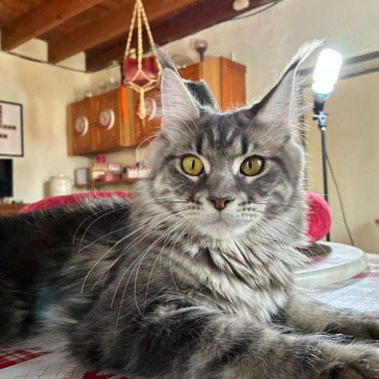 Zephyra du petit Neko Bleu Femelle Maine coon