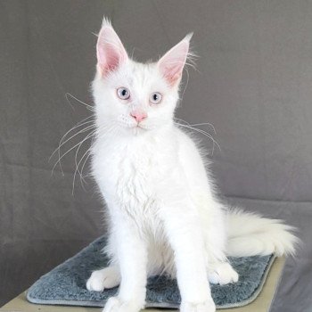 Chaton Maine coon Snow Happy Diamond D'Asland ❤ Yuma de la Baie des Coons 2025 La Chatterie des Aires de Marnes